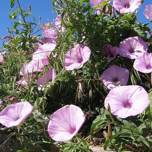 May include: A close-up of a cluster of pink morning glory flowers blooming in a field of green foliage. The flowers are in various stages of bloom, with some fully open and others still in bud.