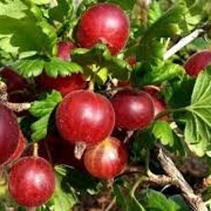 Gooseberry seeds, Ribes grossularia, products from my garden, organic plant, organic flowers, untreated