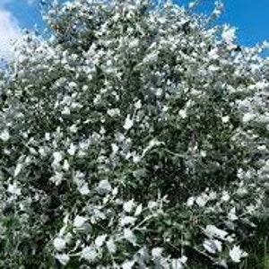 Getrocknete Blätter von Silberpappel, Holländischer Pappel, Populus alba, Abele, Ahornblattpappel, Silberpappel, Holländischer Weißpappel