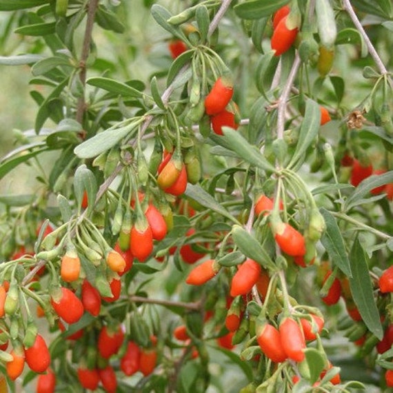 Goji Feuilles Séchées, Feuilles Comestible, Tisane de Goji, Feuilles Biologique, Produits Mon Jardin