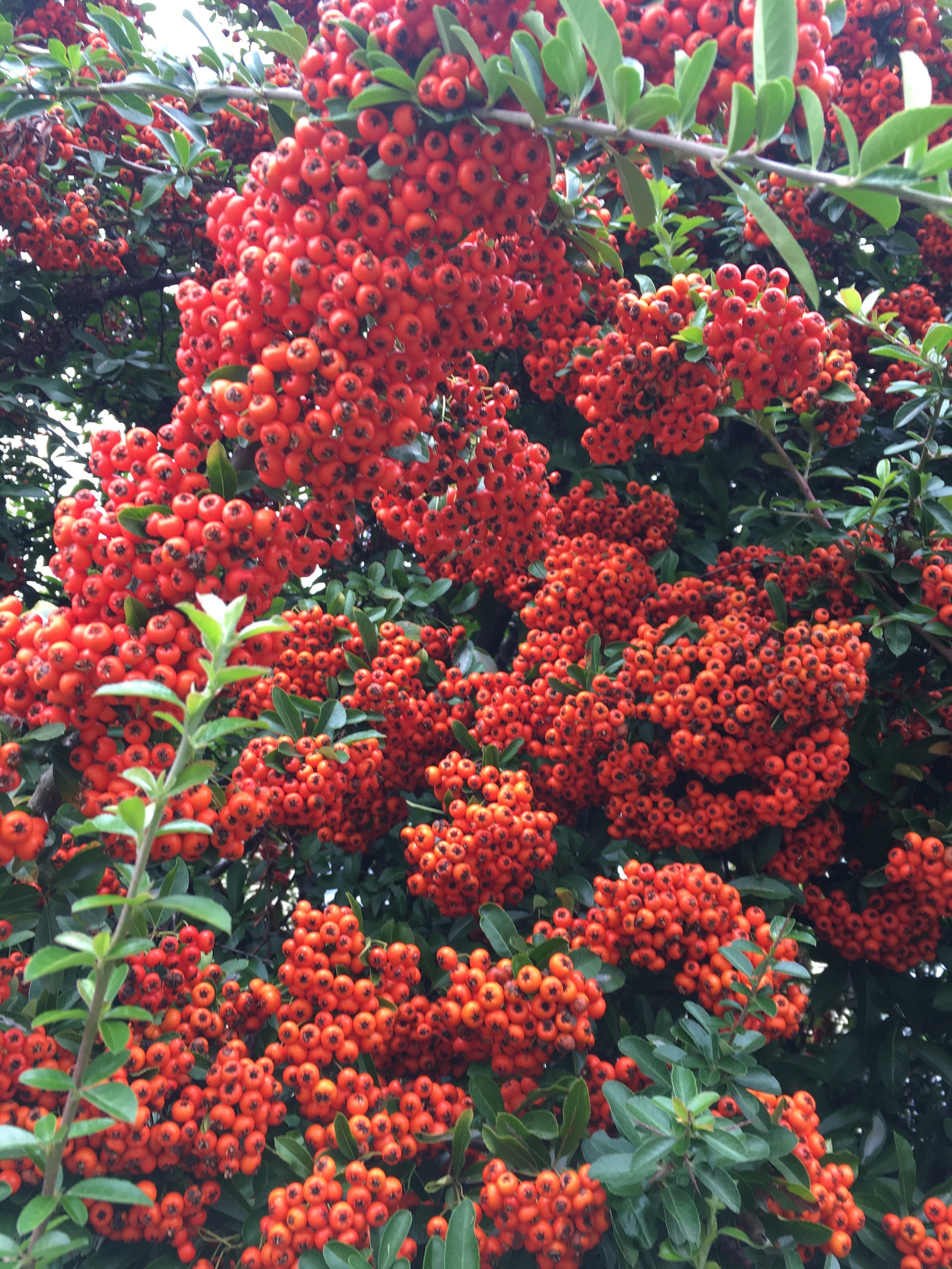 Pyracantha Coccinea Orange, Graines de Pyracantha, Les Herbes, Épices, Produits Mon Jardin, Plante B