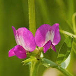 Vicia sativa, Common Vetch, Seeds of Vicia sativa, herbs, and spices, products from my garden, organic plant, picked and dried in the open air image 4