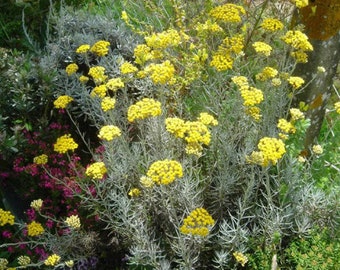 Semi di elicriso comune, elicriso delle dune, Helichrysum stoechas, semi di elicriso, prodotti del mio giardino, fiori non trattati