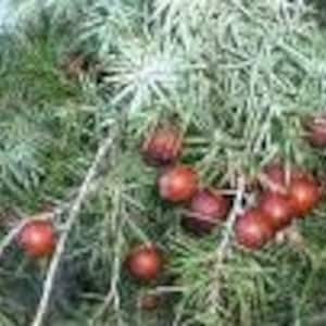 Zimbro fenício, Juniperus phoenicea, bagas de zimbro vermelho e preto, planta orgânica, produtos do meu jardim, sem tratamento