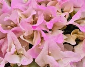 Bougainvillea seeds, organic bouguinvillea seeds, flowers from my garden, without any products, without any treatment