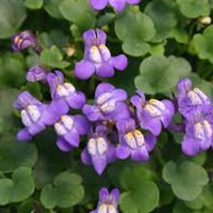 Wall cymbalaria, Wall cymbalaria seeds, Cymbalaria muralis, Linaria cymbalaria, Cymbal toadflax, Wall toadflax, Ruin of Rome image 1