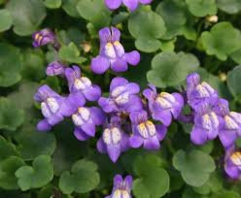 Wall cymbalaria, Wall cymbalaria seeds, Cymbalaria muralis, Linaria cymbalaria, Cymbal toadflax, Wall toadflax, Ruin of Rome image 1