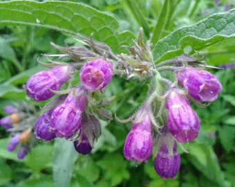 Symphytum officinale seeds, Comfrey officinale, comfrey seeds, products from my garden, organic plant