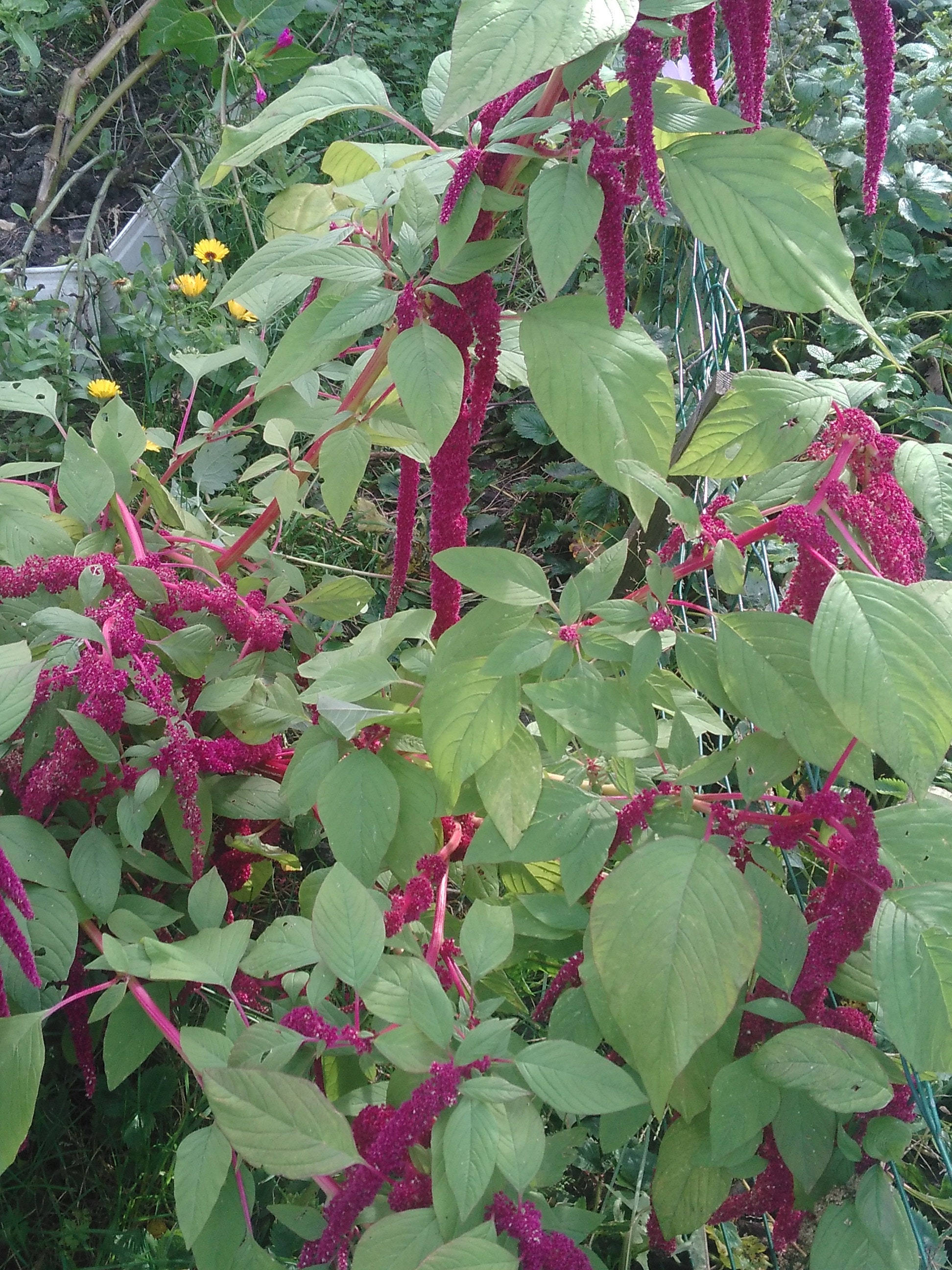 Fleurs à Plumes, Graines Des Fleurs de Crête Coq, Crête Coq Bio, Fleurs Biologique Coq, Sans Aucun P