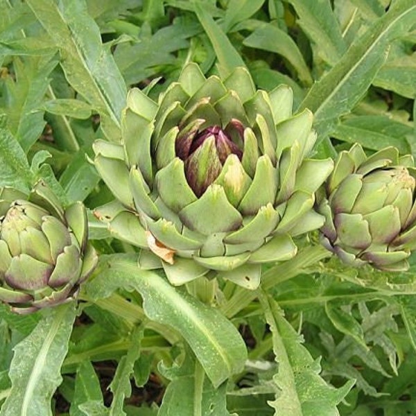 Feuilles  d'artichaut,tisane d'artichaut,feuilles séchées,produits de mon jardin,séché à l'air libre