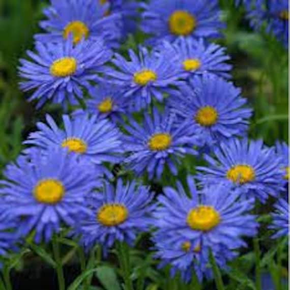 L'aster Bleu, Graines de L'aster Bleu, Produits Mon Jardin, Plante Bio, Fleur Bio, L'aster Bleu Biol