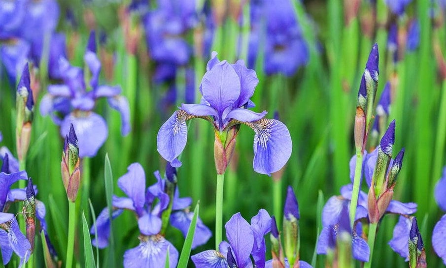 L'iris Bleu, Graines de Iris Bleu Produits Mon Jardin, Plante Bio, Fleur Bio, Iris Biologique, Sans 