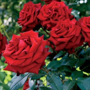 Puede incluir: Primer plano de rosas rojas vibrantes en plena floración. Los pétalos superpuestos revelan una textura rica. El follaje verde oscuro crea un contraste llamativo. La imagen captura la belleza natural de las rosas.