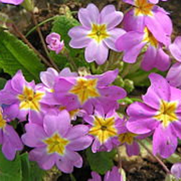 Graines de Primevère,Primula,La primevère commune,couleurs mélangées, jaune, rose et mauve produits de mon jardin,fleur Bio,non traité