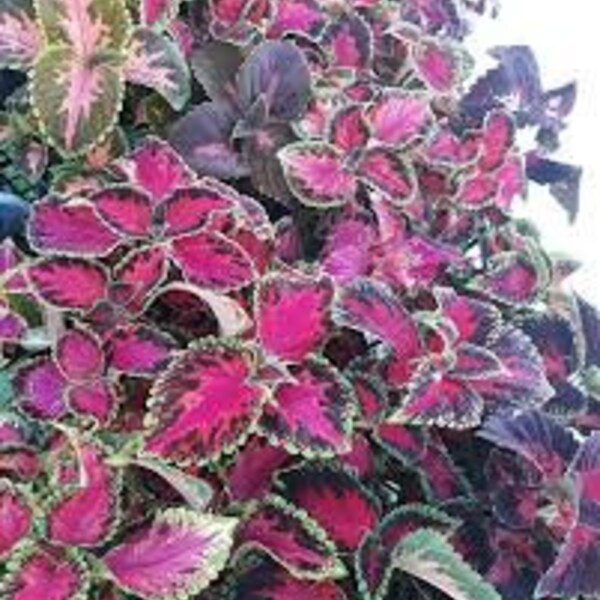 COLEUS Rainbow, COLEUS Rainbow seeds, from my garden, organic seeds, organic flowers, without treatment