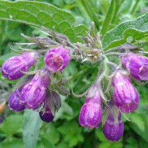 Symphytum officinale,Comfrey,dried comfrey leaves,products from my garden,organic plant