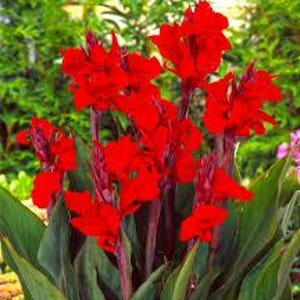 Red canna seeds, Canna indica, products from my garden, organic flower, organic plant