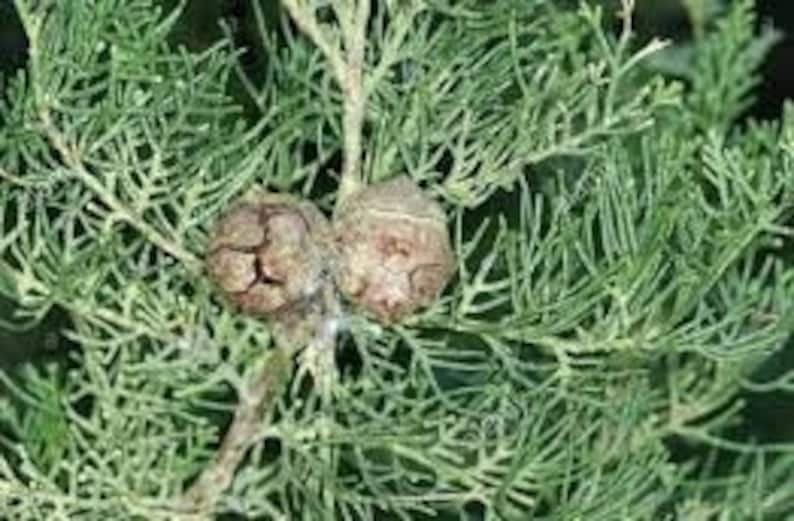 Cupressaceae, Cypress seeds, herbs, spices, products from my garden, organic Cupressaceae, without treatment image 1