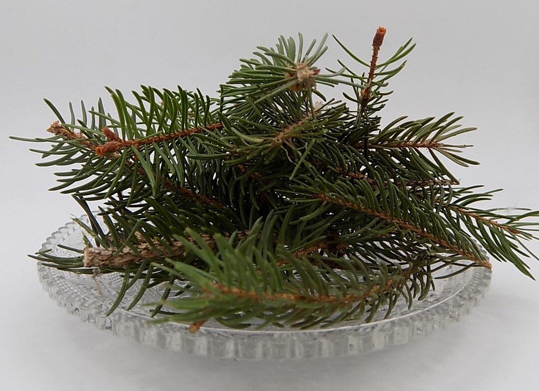 Organic Balsam Fir, Dried Needles, Products From My Garden, Organic