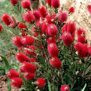 Op de afbeelding: Een close-up van een rode callistemonplant met pluche, felrode bloemen. De plant staat in volle bloei en heeft groene bladeren.