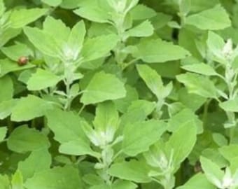 Witte ganzenvoet, witte anerine, melgans, dragine, senna, druivenoogstkruid, producten uit mijn tuin, biologische plant, onbehandeld