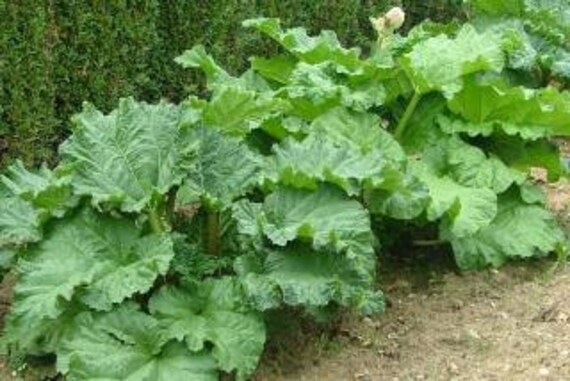 Graines de Rhubarbe, Les Herbes, et Des Épices, Produits Mon Jardin, Plante Bio, Cueilli Et, Séché à