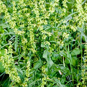 Rumex crispus, Rumex crispus seeds, products from my garden, organic product, untreated