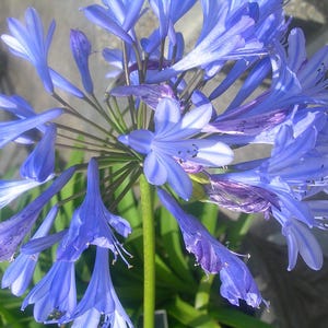Agapanthussamen, Agapanthus, Nillilie, Produkte aus meinem Garten, Bio-Pflanze, Bio-Blumen