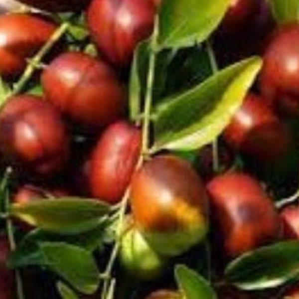 Semillas de Ziziphus jujuba, semillas de frutos grandes de 3 cm, JUJUBA ORGÁNICA, frutas raras, frutas de los países balcánicos