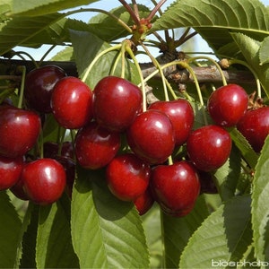 Könnte beinhalten: Nahaufnahme einer Traube reifer, roter Kirschen, die an einem Ast hängen. Die Kirschen haben eine tiefe, glänzende rote Farbe, mit grünen Blättern im Hintergrund. Das Bild ist gut beleuchtet und zeigt die Details der Früchte.