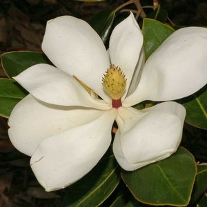MAGNOLIA Blanca, MAGNOLIA Blanca semillas, hierbas y especias, productos de mi huerto, MAGNOLIA Blanca Orgánica