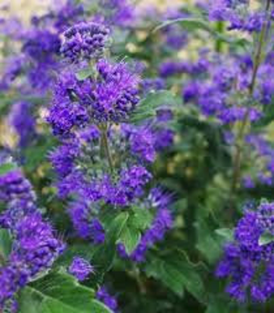 Buy Caryopteris, Large Blue, Bluebeard, Caryopteris Seeds, Products ...