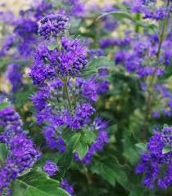 Le Caryopteris, Grand Bleu, Barbe Bleue, Graines de Le Caryopteris, Produits Mon Jardin, Plante Bio,