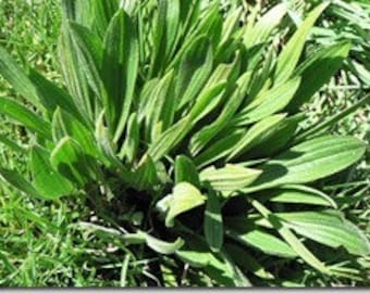Semillas de plátano, hierbas, especias, productos de mi huerto, plátano orgánico, cosechado y secado al aire libre.