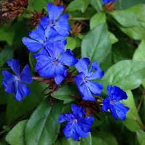 Samen von Ceratostigma plumbaginoides, Lady Larpent's Larpent, Samen von Larpent, Blue Larpent, Creeping Larpent, Creeping Plumbago