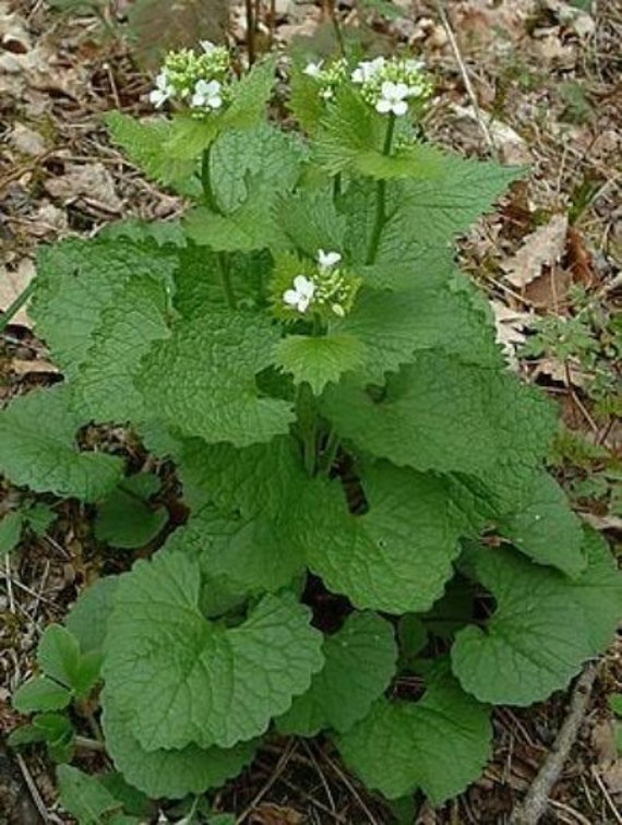 Pas de Livraison Aux Usa Pour L'alliaire Officinale, Graines Officinale, Produits Mon Jardin, Plante