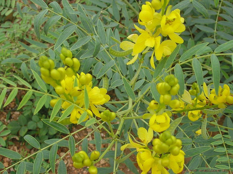 Feuilles de Séné, Senna Alexandrina, Feuilles Sechées Séné, Séchées à L'air Libre, Sans Traitement, 