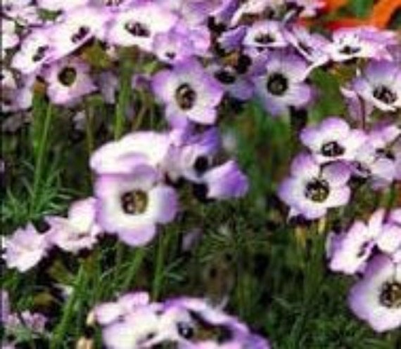Gilia Tricolore, Graines de Gilia Tricolore, Produits Mon Jardin, Plante Bio, Fleur Bio, Fleurs Non 