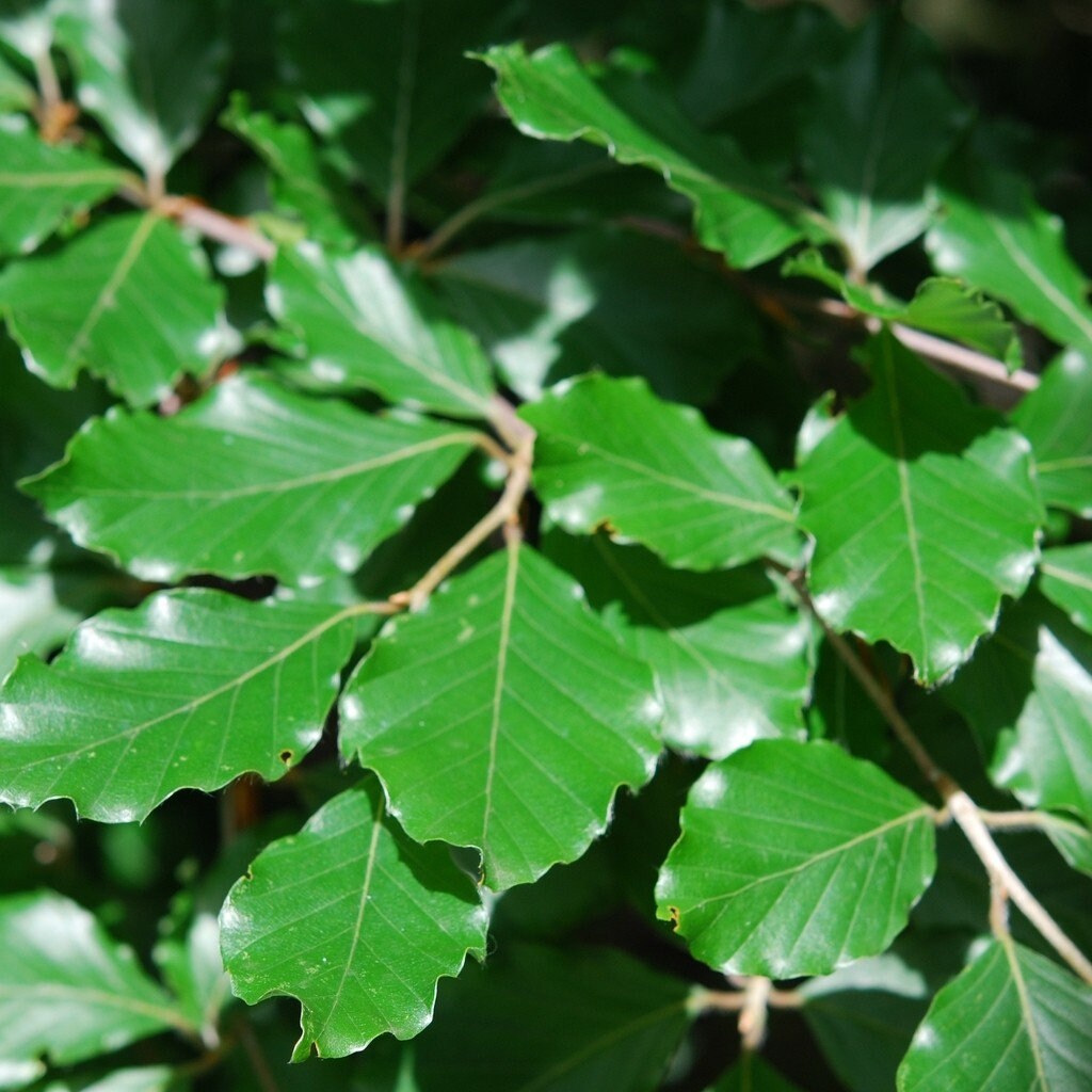 Hêtre Commun, Fagus Sylvatica, Feuilles Séchées, Feuilles de Hetre, Produits Mon Jardin, Hetre Bio, 