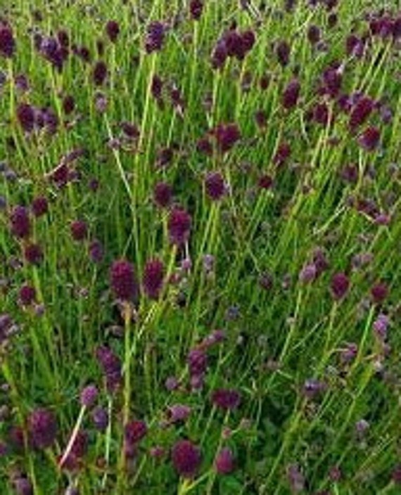 Graines de Pimprenelle, Sanguisorba Minor, Graines à Germer, Plante Bio, Produit Mon Jardin Bio, Gra