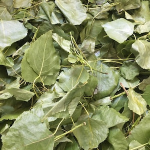Dried leaves of black poplar, Populus nigra, products from my garden, organic poplar, without any treatment