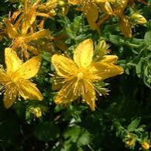 May include: A close-up shot of bright yellow St. John's Wort flowers, displaying their delicate petals and prominent stamens. The flowers are set against a background of green leaves and stems, highlighting their vibrant colour and intricate details.