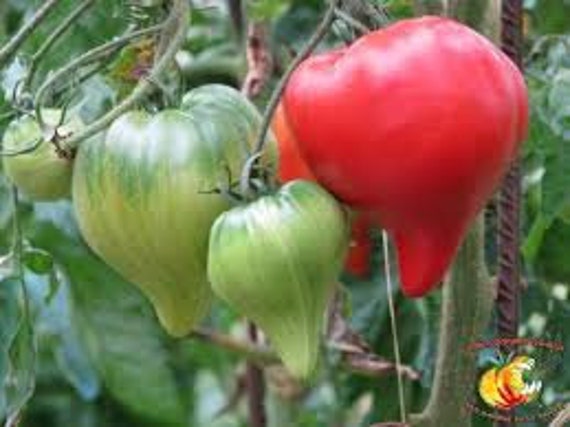 Tomate Téton de Vénus, Graines Tomate Vénus, Tomates Biologique, Tomates Mon Jardin, Sans Aucun Prod