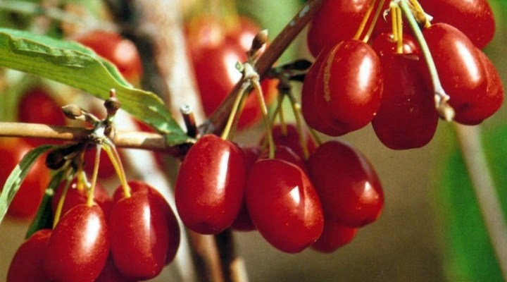 Cornaline Cherry, Noyaux de Fruits Rouge, Produits Mon Jardin, Cornaline Cherry Biologique, Sans Auc