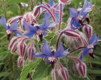 Dried borage flowers and leaves, flowers with crown, products from my garden, organic borage flowers, air dried