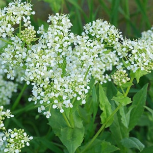 Op de afbeelding: Een close-up van een tros witte bloemen met groene bladeren. De bloemen zijn klein en delicaat en zijn in een losse, informele tros gerangschikt. De bladeren zijn groen en weelderig en vormen een achtergrond voor de bloemen.