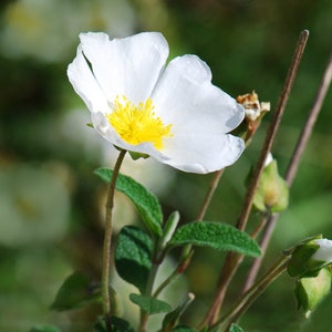 Sage leaf rockrose, Cistus salviifolius, Cistus salviifolius seeds, organic flowers, products from my garden, organic plant, untreated image 4