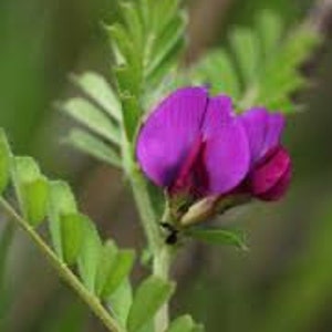 Vicia sativa, Common Vetch, Seeds of Vicia sativa, herbs, and spices, products from my garden, organic plant, picked and dried in the open air image 1