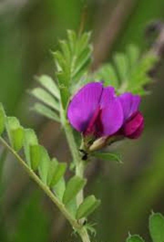 Vicia Sativa, Vesce Commune, Graines de Vicia Sativa, Les Herbes, et Des Épices, Produits Mon Jardin