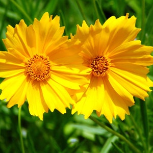 Coreopsis lanceolata EARLY SUNRISE, coreopsis lanceolata seeds, products from my garden, organic plant, organic flowers, untreated image 1